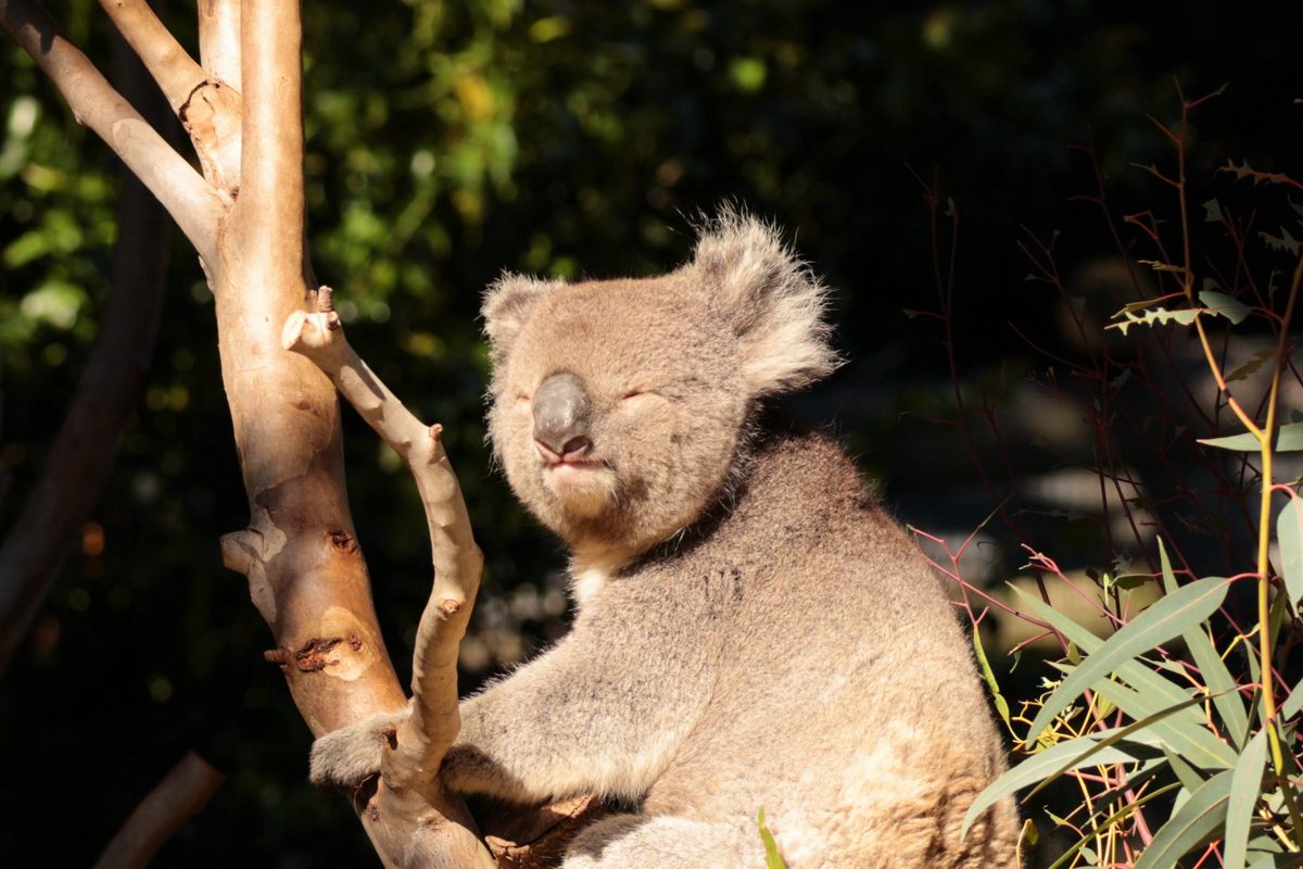 A koala resting in a eucalyptus tree in Australia