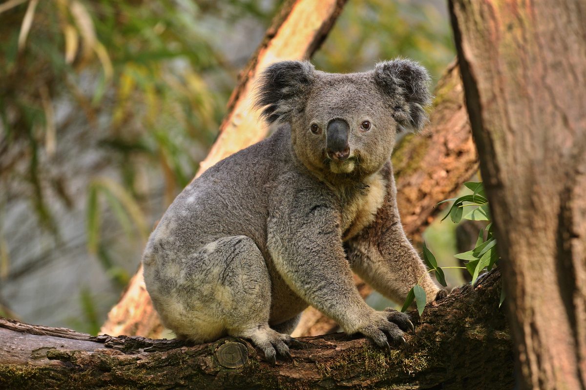 A koala in the wild, a species heavily affected by its own strains of chlamydia